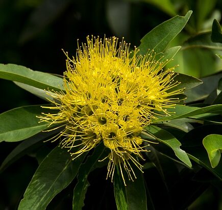 Meaning of the name Penda (General and Biblical)