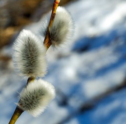 What Do Christains Say About Furries