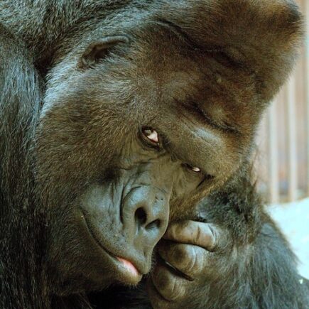 Meaning of the name Richard (General and Biblical)