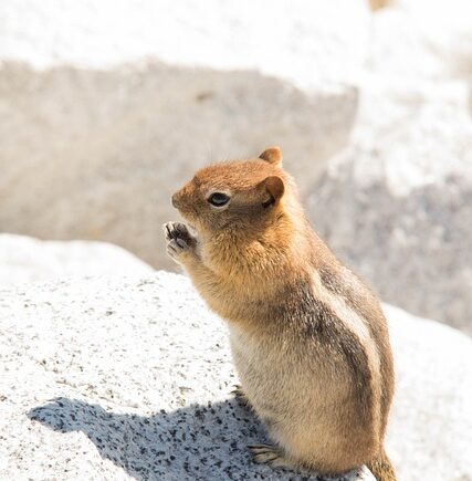 Meaning of the name Tamia (General and Biblical)