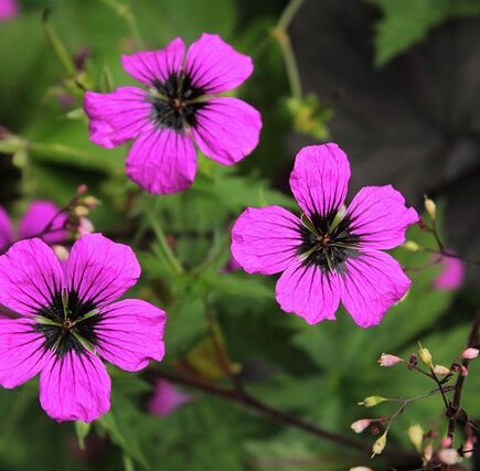 Meaning of the name Patricia (General and Biblical)