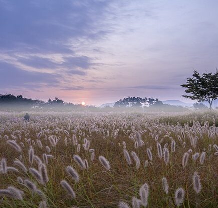 Meaning of the name Marsh (General and Biblical)