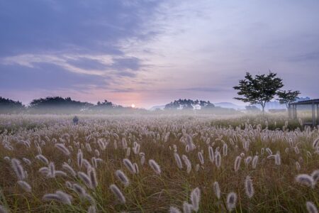 Meaning of the name Marsh (General and Biblical)