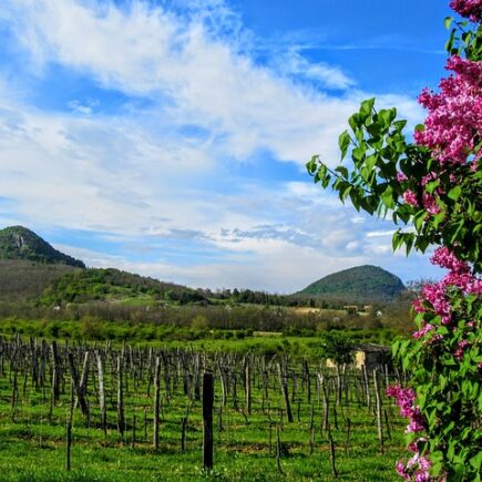 Meaning of the name Totie (General and Biblical)