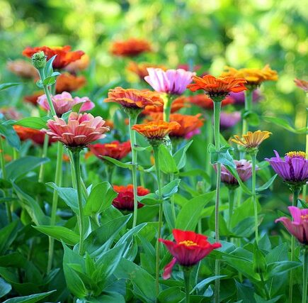 Meaning of the name Zinnia (General and Biblical)