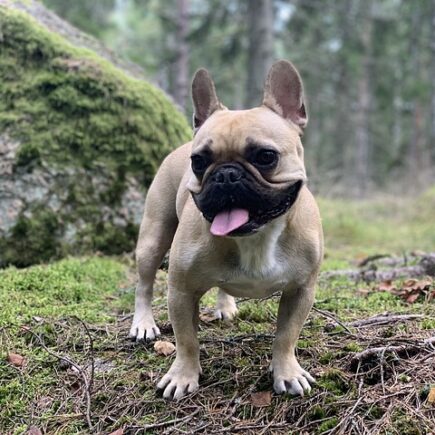 Meaning of the name Tyson (General and Biblical)