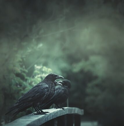 Meaning of the name Raven (General and Biblical)