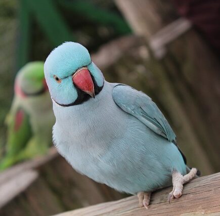 Meaning of the name Roldan (General and Biblical)