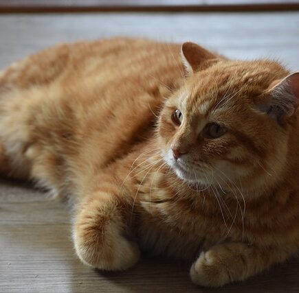 Meaning of the name Wirt (General and Biblical)