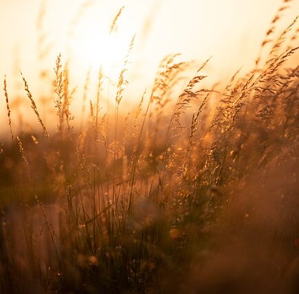 Meaning of the name Reed (General and Biblical)