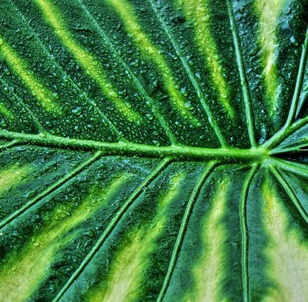 Meaning of the name Taria (General and Biblical)