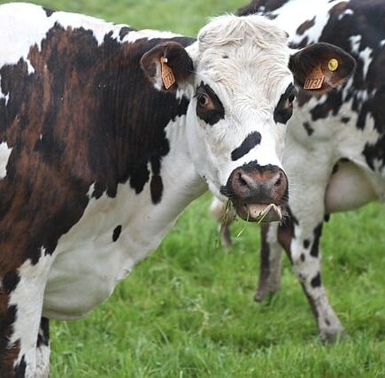 Meaning of the name Norman (General and Biblical)