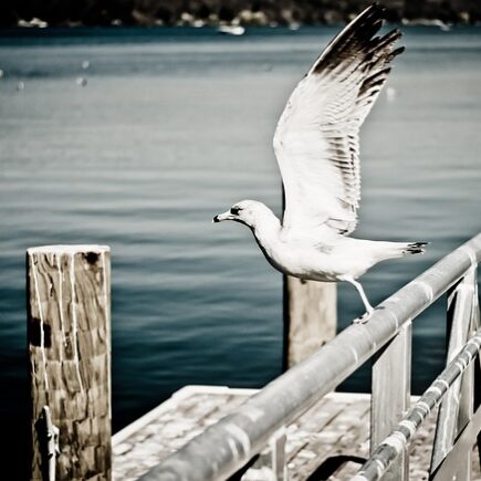 Meaning of the name Peers (General and Biblical)