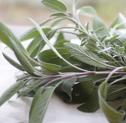 Meaning of the name Sage (General and Biblical)