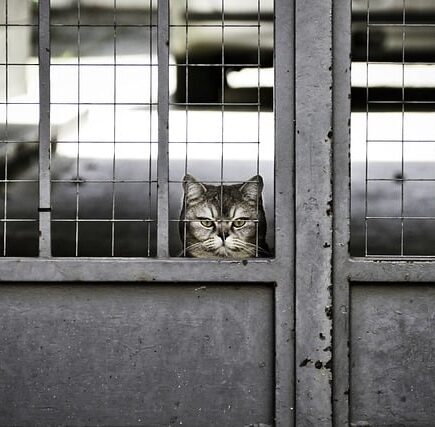 Meaning of the name Patience (General and Biblical)