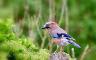 Meaning of the name Jay (General and Biblical)