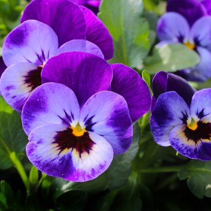 Meaning of the name Pansy (General and Biblical)