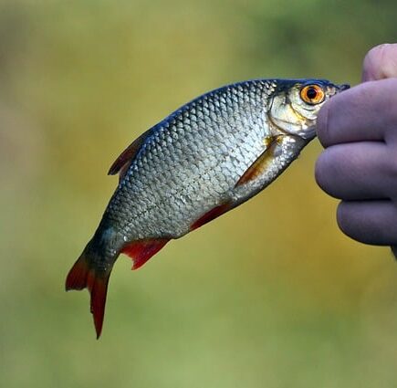 Meaning of the name Rudd (General and Biblical)