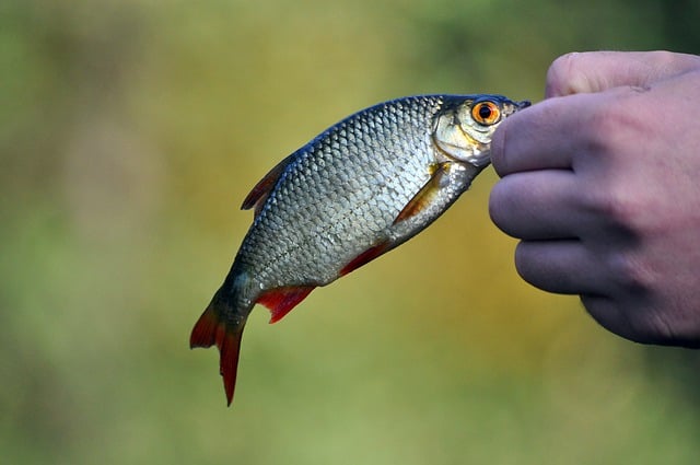 Meaning of the name Rudd (General and Biblical) - Jesus Everyday