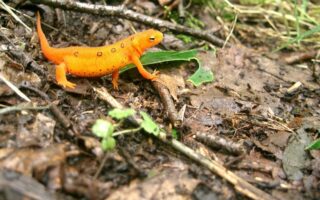 Meaning of the name Newt (General and Biblical)