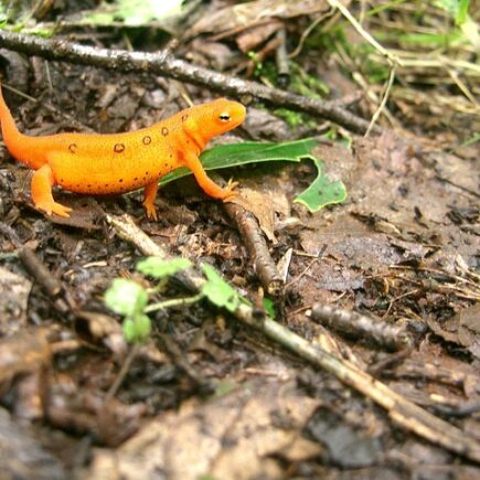 Meaning of the name Newt (General and Biblical)