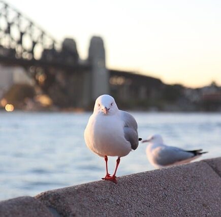 Meaning of the name Sydney (General and Biblical)