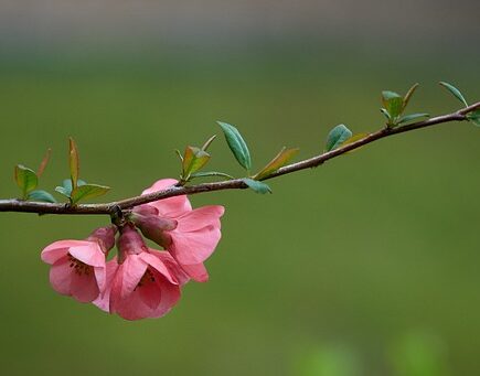 Meaning of the name Quinci (General and Biblical)