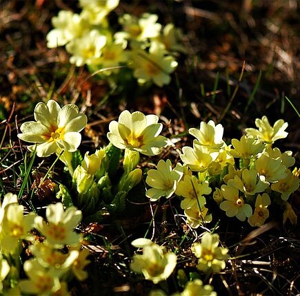 Meaning of the name Primrose (General and Biblical)