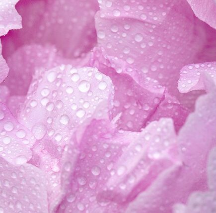 Meaning of the name Peony (General and Biblical)