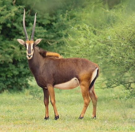 Meaning of the name Sable (General and Biblical)