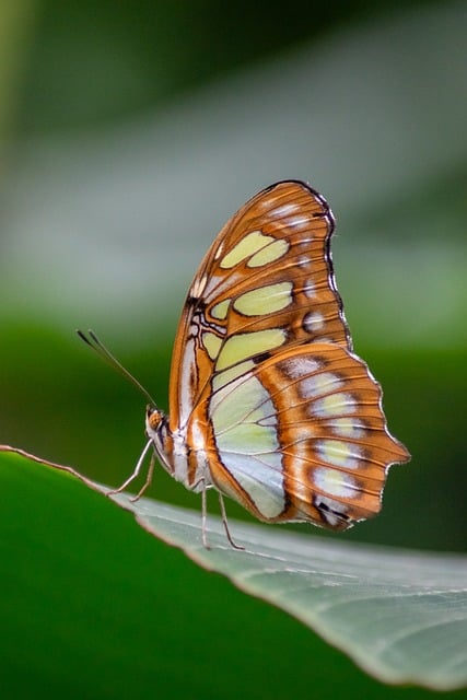 Meaning of the name Malachite (General and Biblical)