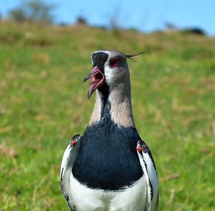 Meaning of the name Tera (General and Biblical)