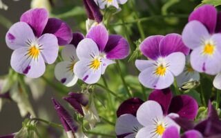 Meaning of The Name Viola (Biblical, Spiritual & General)
